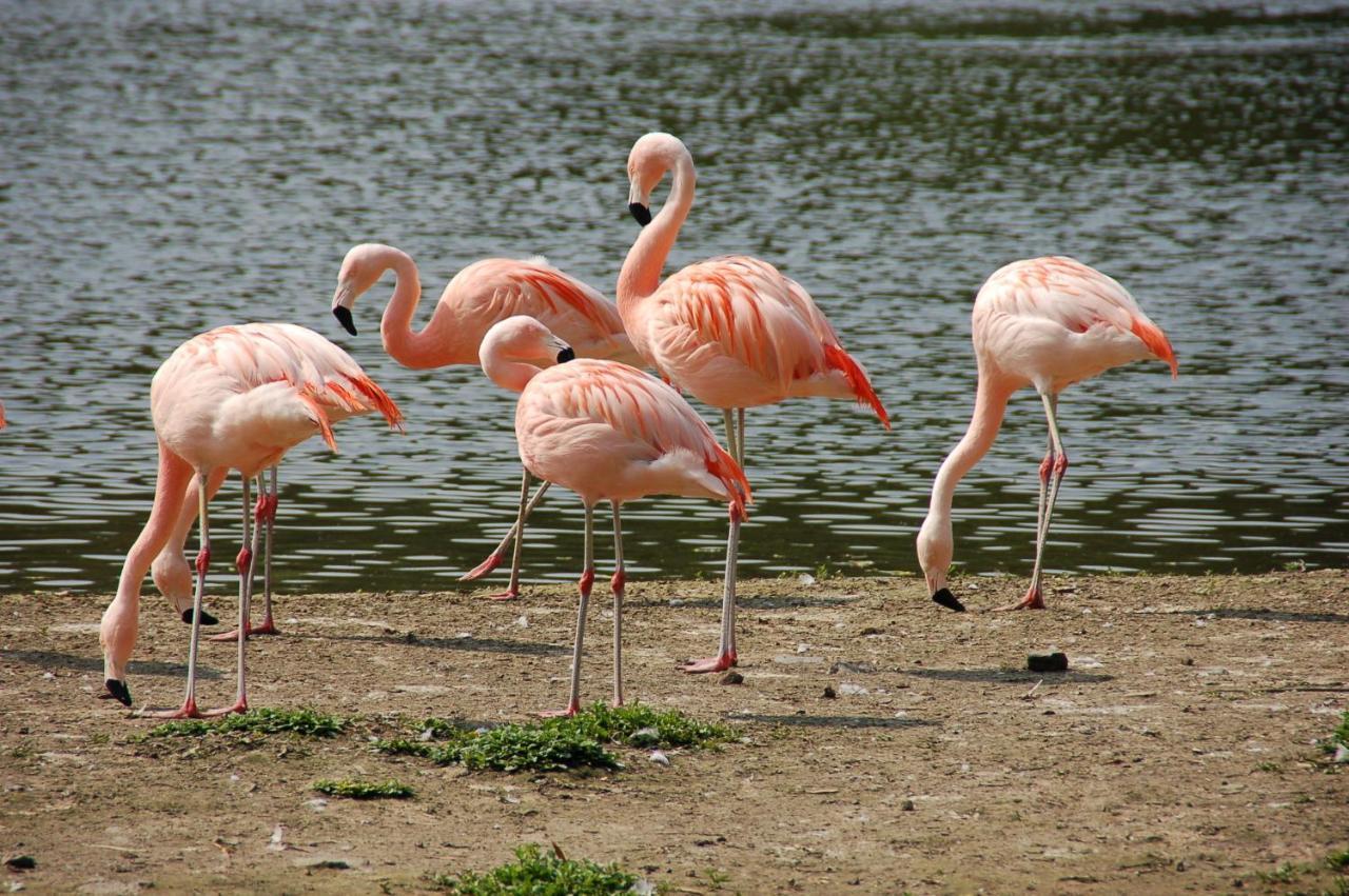 مبيت وإفطار Bulle D Evasion Silly Pres De Pairi Daiza المظهر الخارجي الصورة